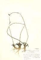 山梗菜屬藏品圖，第2張